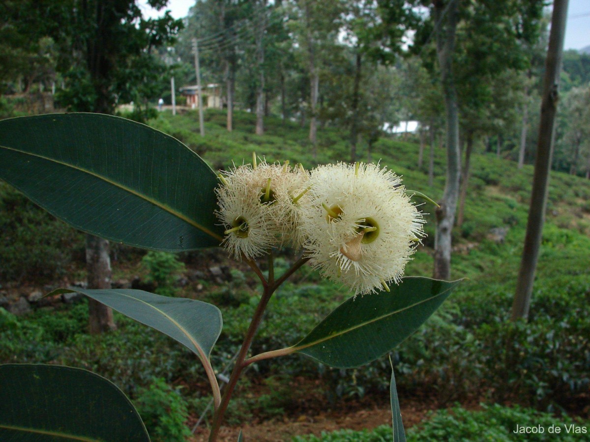 Eucalyptus grandis W.Hill ex Maiden